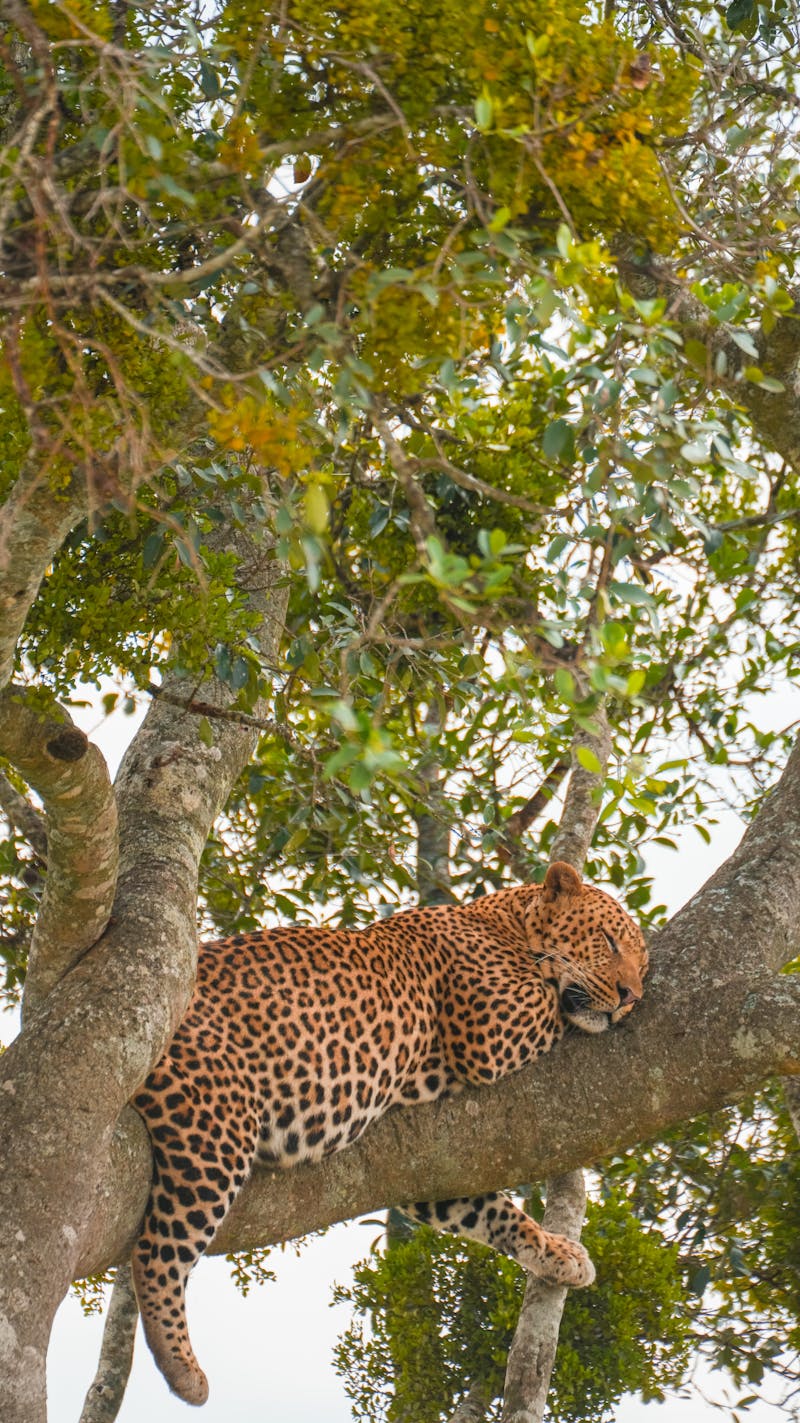 Big Five Photography